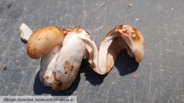 Russula foetens