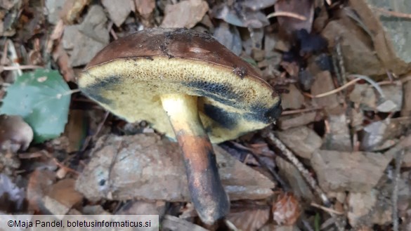 Boletus pulverulentus