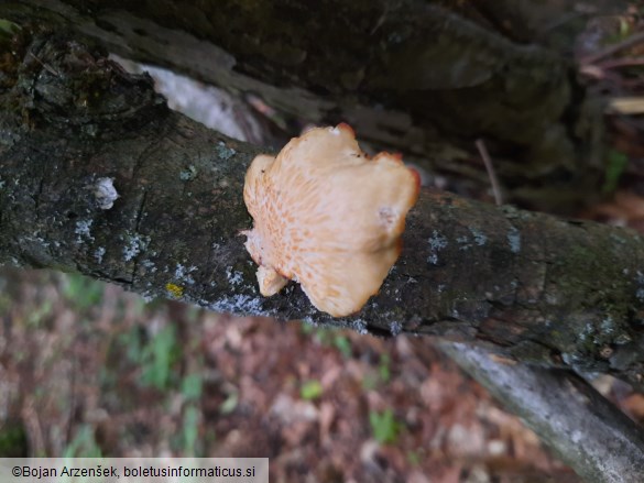 Neofavolus alveolaris