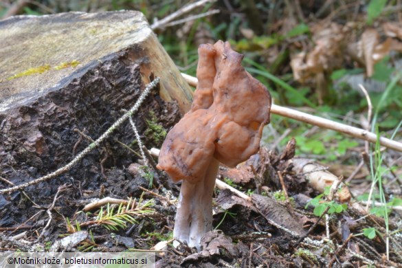 Gyromitra infula