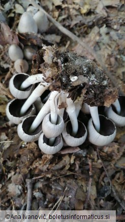 Coprinus atramentarius