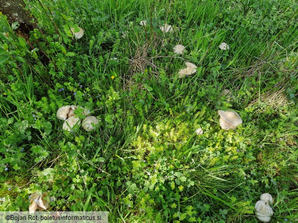 Entoloma sepium