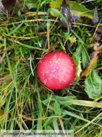 Hygrocybe coccinea