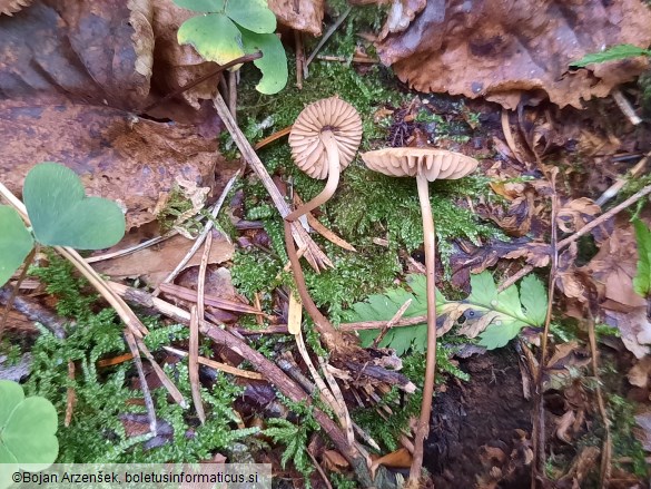 Marasmius torquescens