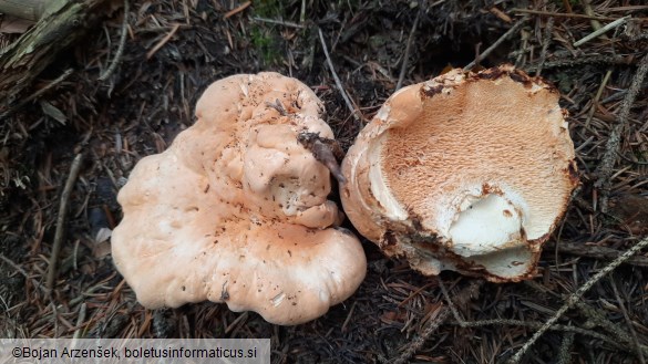 Hydnum repandum f. amarum