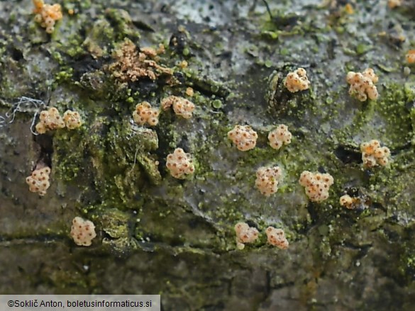 Flammocladiella anomiae
