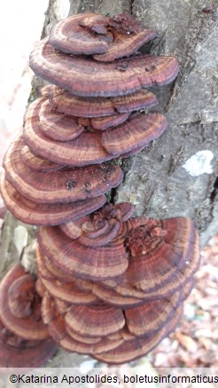 Daedaleopsis tricolor