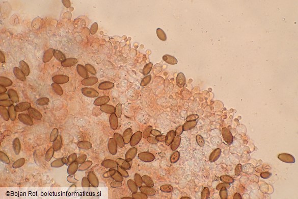 Conocybe macrospora