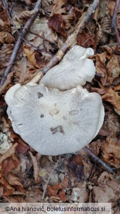 Tricholoma orirubens