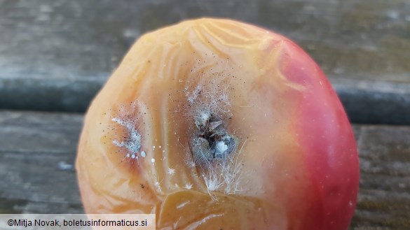 Mucor piriformis