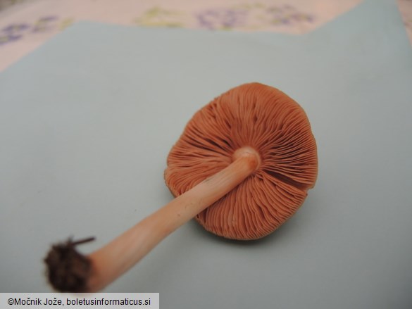 Pluteus ephebeus