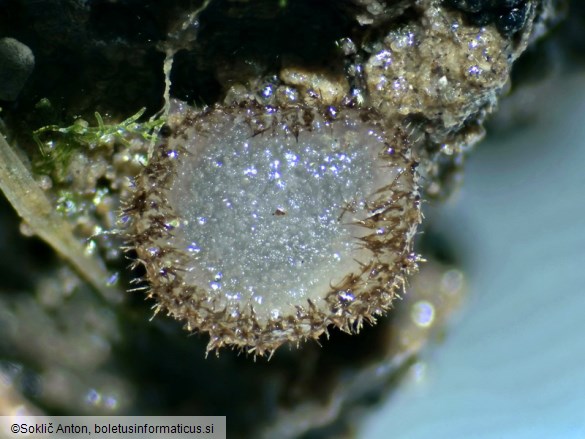 Trichophaea woolhopeia