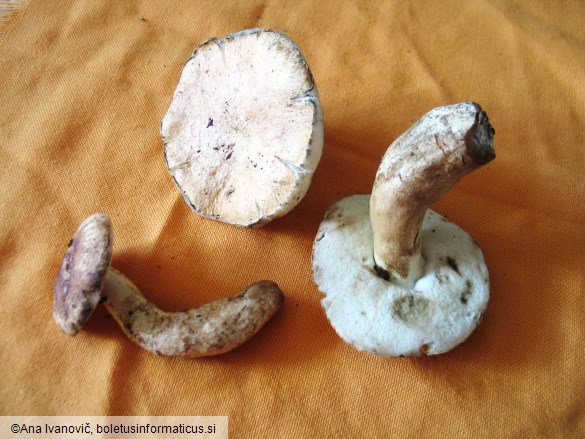 Boletus cyanescens