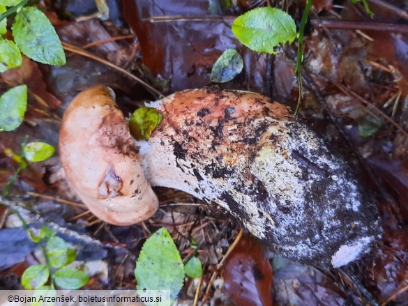 Tricholoma colossus