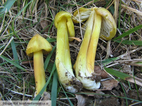 Hygrocybe citrinovirens