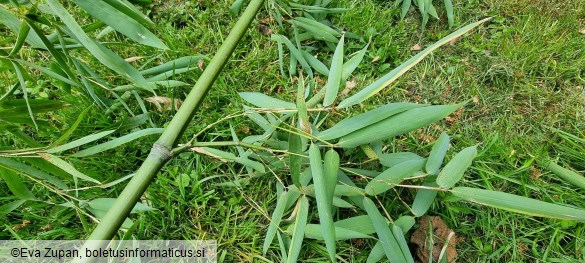 Puccinia phyllostachydis