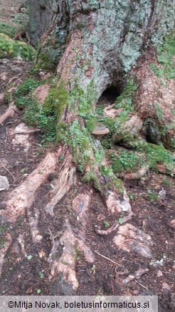 Phellinus hartigii