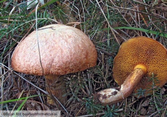 Suillus tridentinus