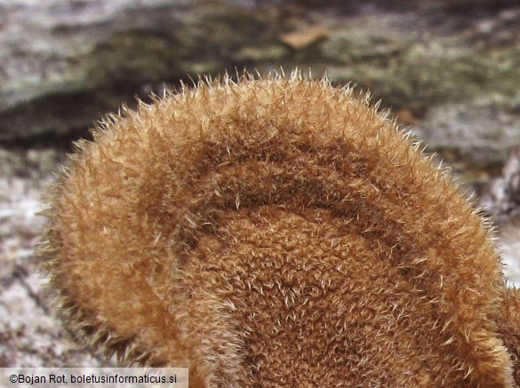 Panus neostrigosus
