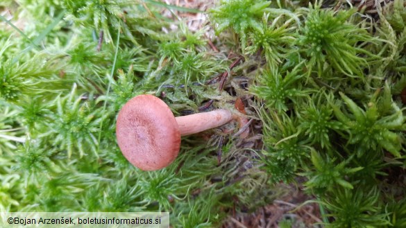 Lactarius rufus