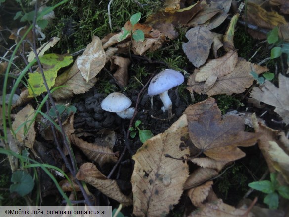 Cortinarius salor