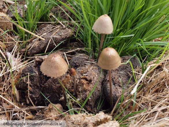 Panaeolus papilionaceus