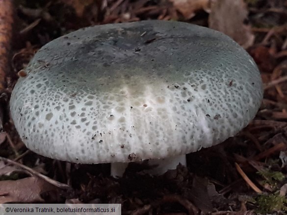 Russula virescens