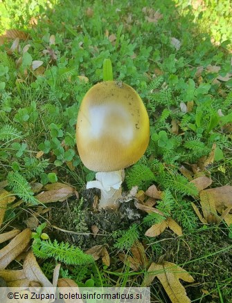 Amanita dryophila