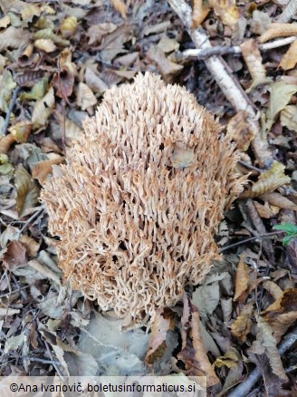 Ramaria botrytis