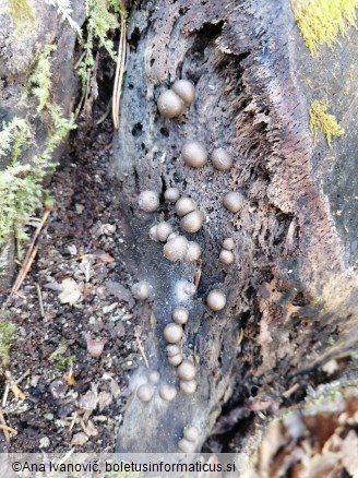 Lycogala epidendrum