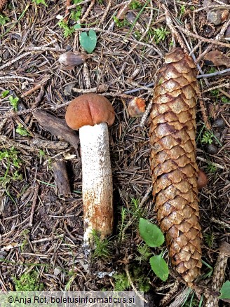 Leccinum aurantiacum