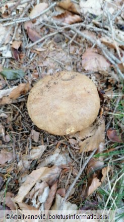 Boletus appendiculatus