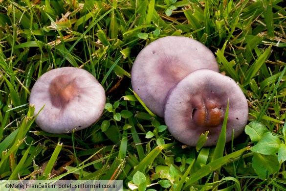Collybia sordida