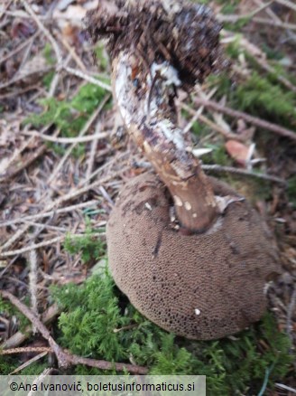 Porphyrellus porphyrosporus