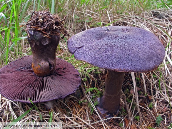 Cortinarius hercynicus