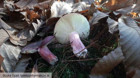 Russula sardonia