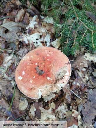 Russula aurora