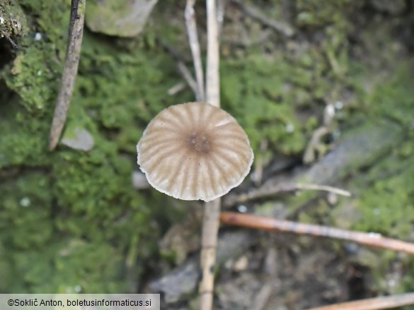 Lichenomphalia meridionalis