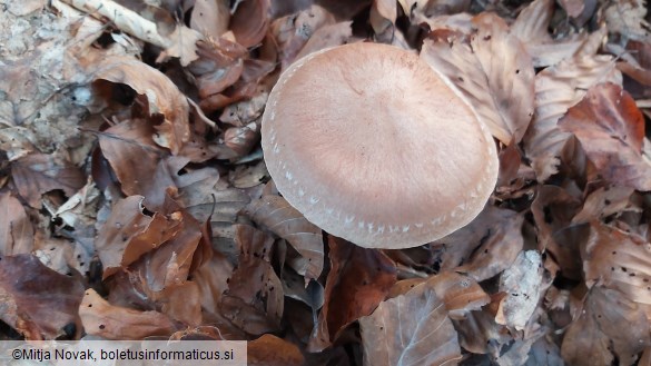 Cortinarius torvus