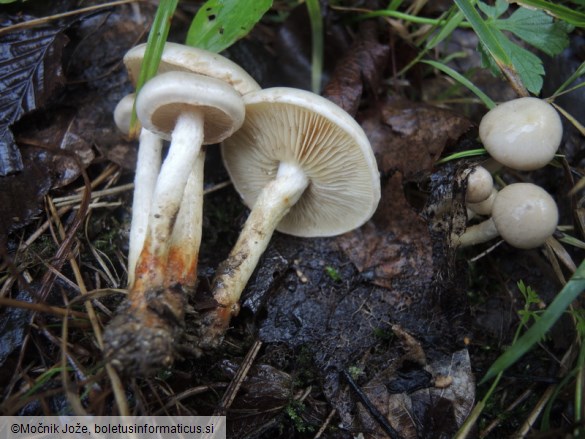 Pholiota conissans