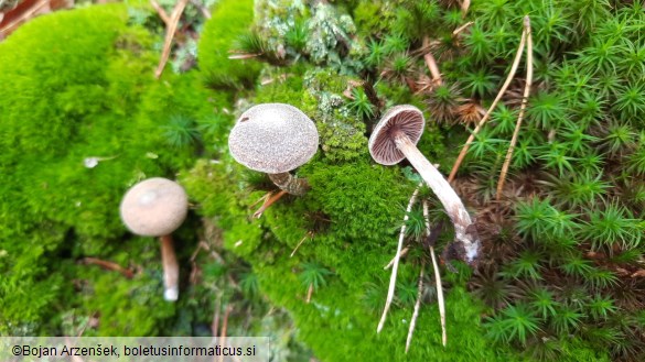 Cortinarius paleaceus