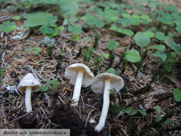 Inocybe umbratica