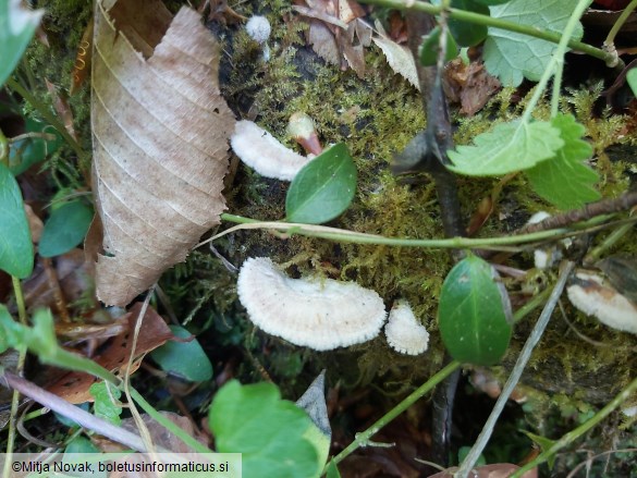 Schizophyllum commune