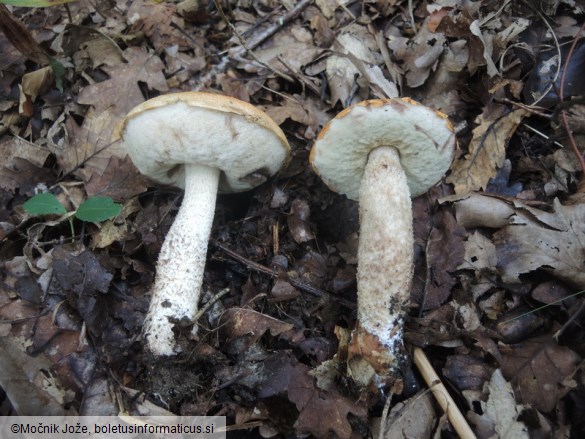 Leccinum versipelle