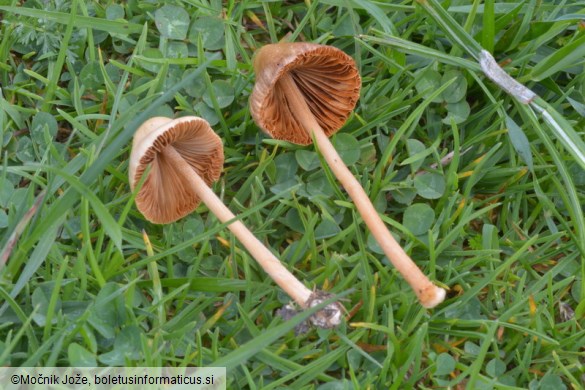 Conocybe rickenii