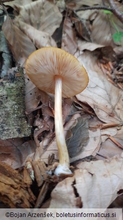 Pluteus leoninus