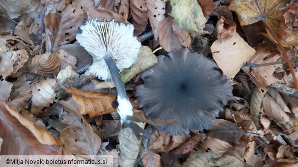 Entoloma serrulatum