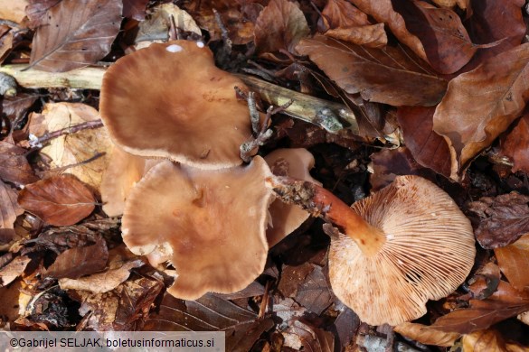 Lactarius subdulcis