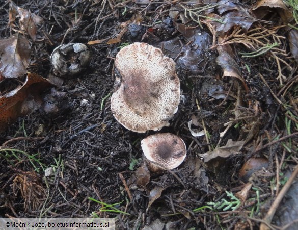 Leucoagaricus cupresseus