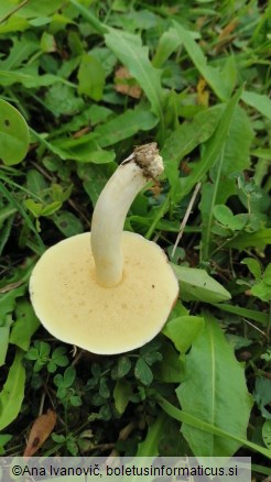 Suillus flavidus